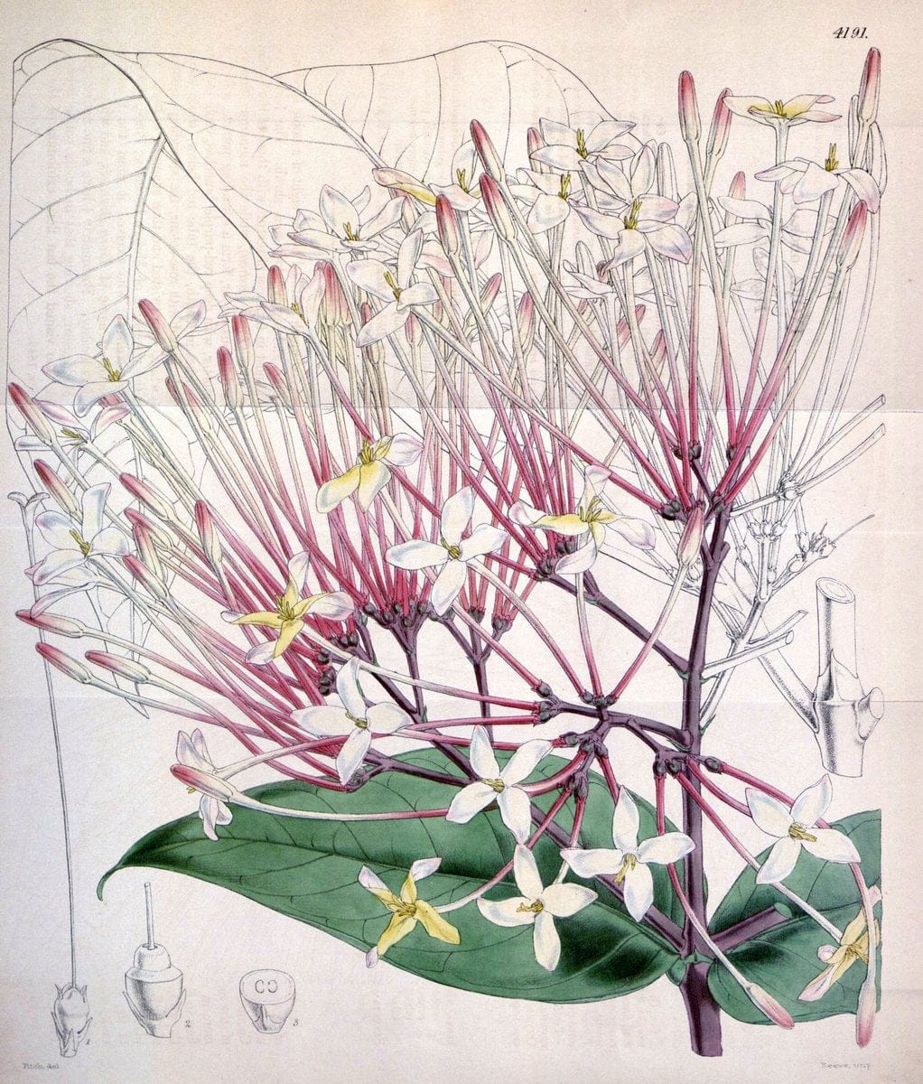 Curtis's botanical magazine. London ; New York [etc.] :Academic Press [etc.]. | "Botanical illustration" Botany Periodicals "Pictorial works" "Plants, Ornamental"  | Vintage Print Reproduction 454902