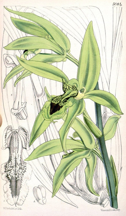 Curtis's botanical magazine. London ; New York [etc.] :Academic Press [etc.]. | "Botanical illustration" Botany Periodicals "Pictorial works" "Plants, Ornamental"  | Vintage Print Reproduction 454903