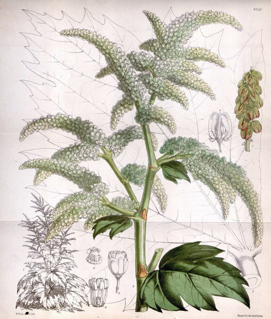 Curtis's botanical magazine. London ; New York [etc.] :Academic Press [etc.]. | "Botanical illustration" Botany Periodicals "Pictorial works" "Plants, Ornamental"  | Vintage Print Reproduction 454905