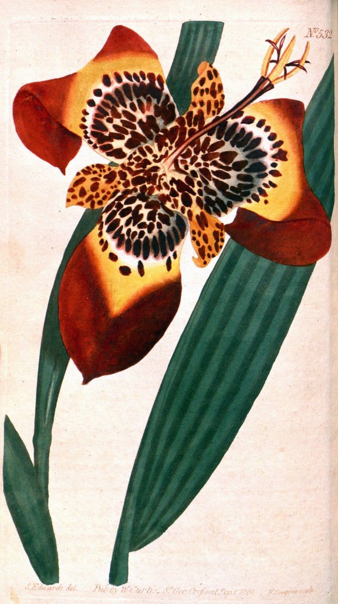 Curtis's botanical magazine. London ;New York [etc.] :Academic Press [etc.]. | Botany Periodicals "Pictorial works"  | Vintage Print Reproduction 454906