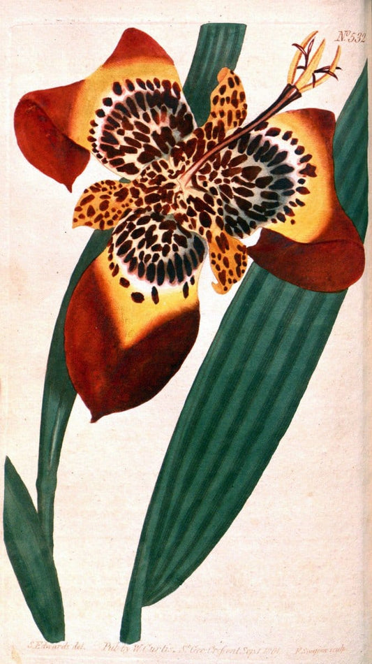 Curtis's botanical magazine. London ;New York [etc.] :Academic Press [etc.]. | Botany Periodicals "Pictorial works"  | Vintage Print Reproduction 454906