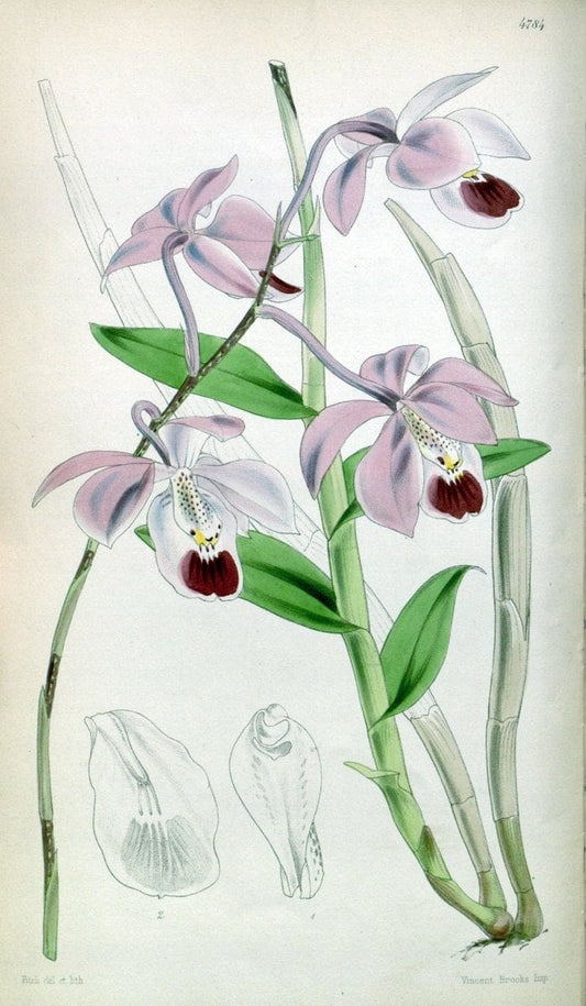 Curtis's botanical magazine. London ;New York [etc.] :Academic Press [etc.]. | Botany Periodicals "Pictorial works"  | Vintage Print Reproduction 454907