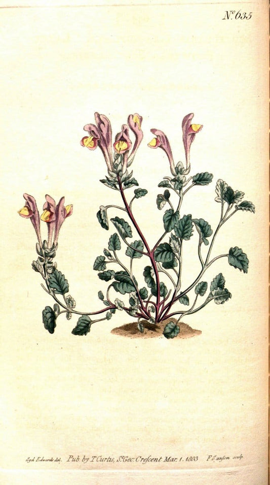 Curtis's botanical magazine. London ;New York [etc.] :Academic Press [etc.]. | Botany Periodicals "Pictorial works"  | Vintage Print Reproduction 454908