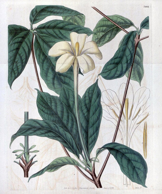 Curtis's botanical magazine. London ;New York [etc.] :Academic Press [etc.]. | Botany Periodicals "Pictorial works"  | Vintage Print Reproduction 454909