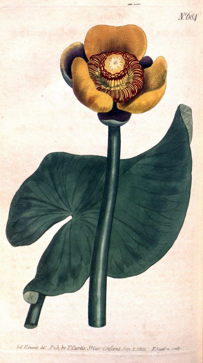 Curtis's botanical magazine. London ;New York [etc.] :Academic Press [etc.]. | Botany Periodicals "Pictorial works"  | Vintage Print Reproduction 454910