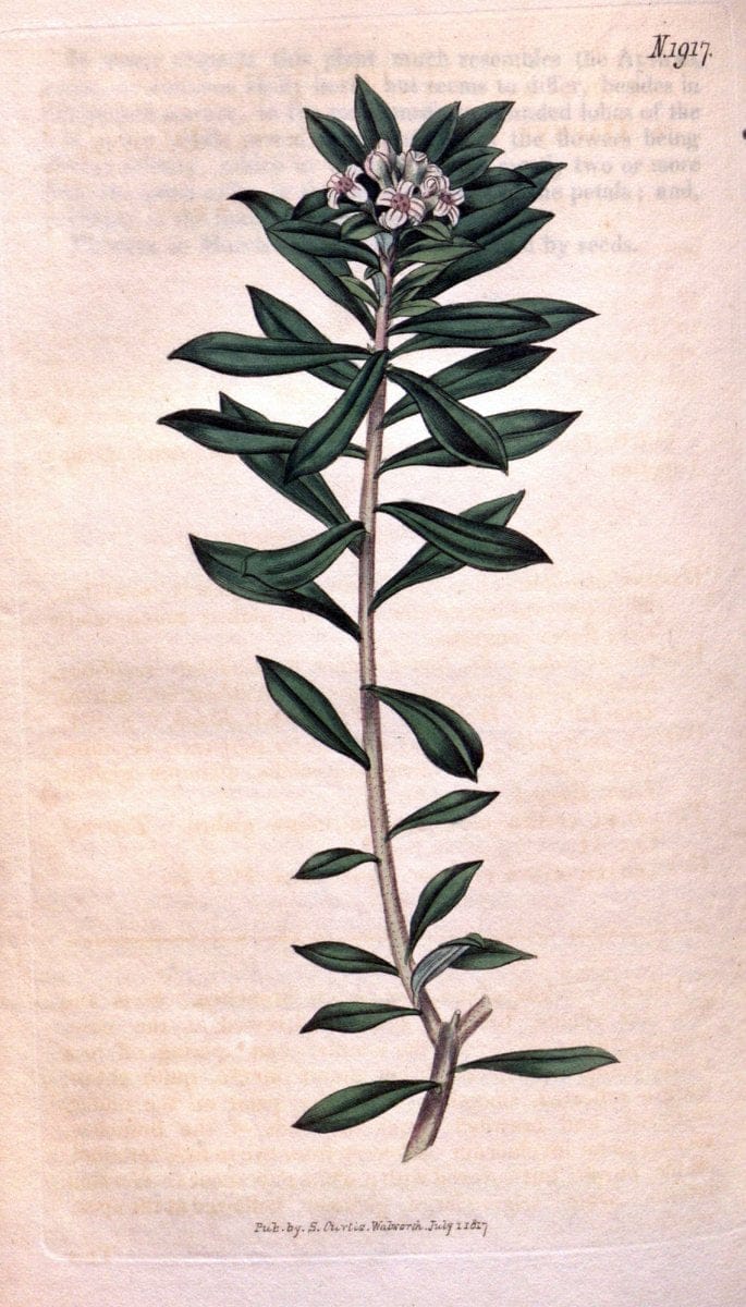 Curtis's botanical magazine. London ; New York [etc.] :Academic Press [etc.]. | "Botanical illustration" Botany Periodicals "Pictorial works" "Plants, Ornamental"  | Vintage Print Reproduction 454911