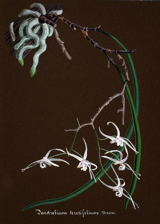 Collection d'orchideÃŒÂes.[S.l. :s.n.,18--]. | "Botanical illustration" Orchidaceae "Orchidaceae in art" "Pictorial works"  | Vintage Print Reproduction 454913