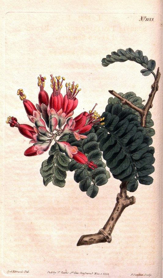 Curtis's botanical magazine. London ; New York [etc.] :Academic Press [etc.]. | "Botanical illustration" Botany Periodicals "Pictorial works" "Plants, Ornamental"  | Vintage Print Reproduction 454917