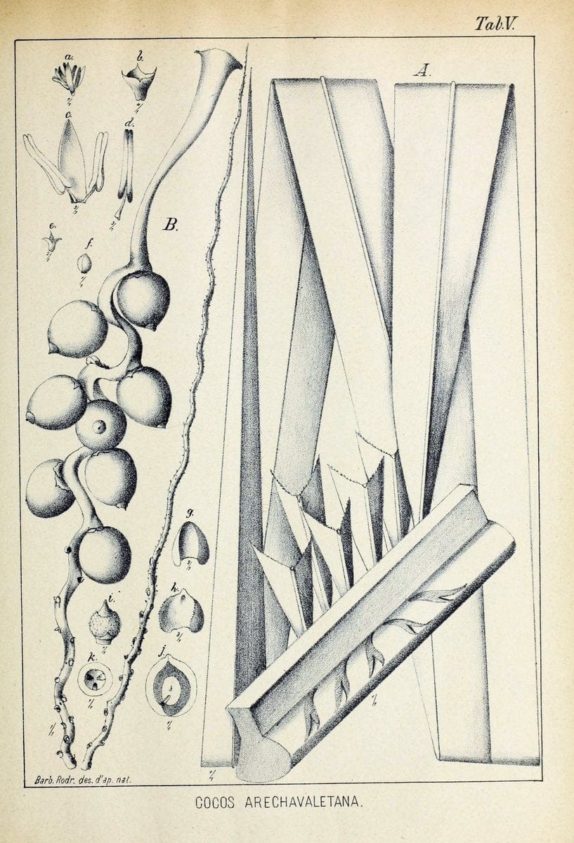 Contributions du Jardin botanique de Rio de Janeiro /.Rio de Janeiro :L'Etoile du Sud,1901-1907.  | Botany Brazil | Vintage Print Reproduction 454918
