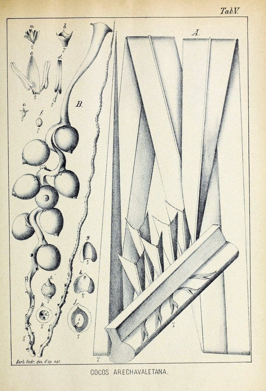 Contributions du Jardin botanique de Rio de Janeiro /.Rio de Janeiro :L'Etoile du Sud,1901-1907.  | Botany Brazil | Vintage Print Reproduction 454918
