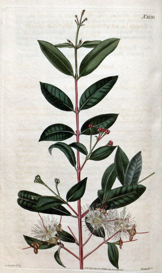 Curtis's botanical magazine. London ; New York [etc.] :Academic Press [etc.]. | "Botanical illustration" Botany Periodicals "Pictorial works" "Plants, Ornamental"  | Vintage Print Reproduction 454919