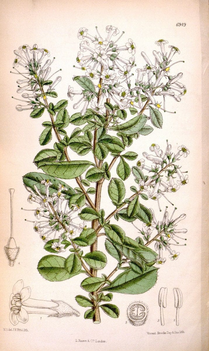 Curtis's botanical magazine. London ; New York [etc.] :Academic Press [etc.]. | "Botanical illustration" Botany Periodicals "Pictorial works" "Plants, Ornamental"  | Vintage Print Reproduction 454920