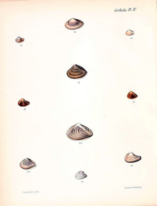 Conchologia iconica, or, Illustrations of the shells of molluscous animals /.London :Reeve, Brothers,1843-1878.  | Mollusks "Pictorial works" Shells | Vintage Print Reproduction 454921