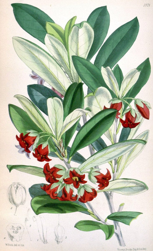 Curtis's botanical magazine. London ; New York [etc.] :Academic Press [etc.]. | "Botanical illustration" Botany Periodicals "Pictorial works" "Plants, Ornamental"  | Vintage Print Reproduction 454922