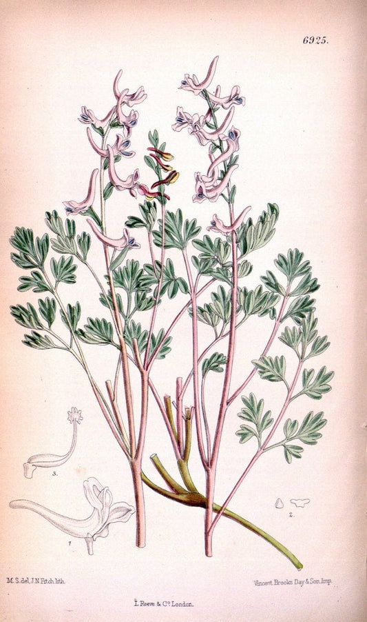 Curtis's botanical magazine. London ; New York [etc.] :Academic Press [etc.]. | "Botanical illustration" Botany Periodicals "Pictorial works" "Plants, Ornamental"  | Vintage Print Reproduction 454923