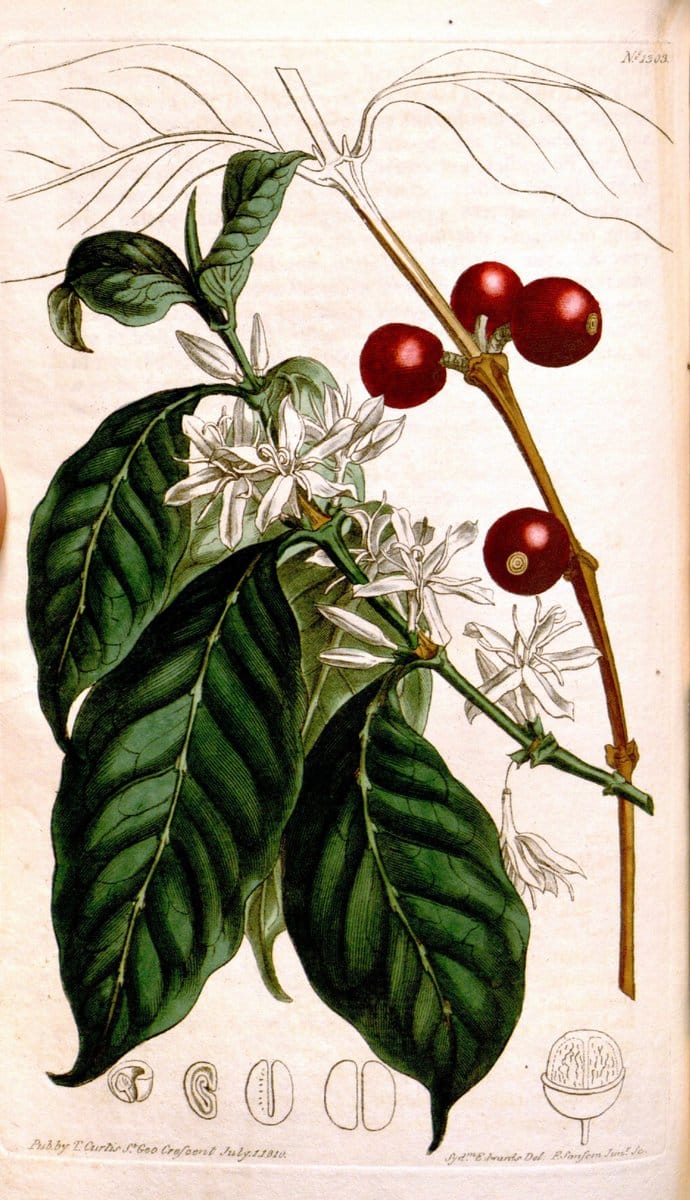 Curtis's botanical magazine. London ; New York [etc.] :Academic Press [etc.]. | "Botanical illustration" Botany Periodicals "Pictorial works" "Plants, Ornamental"  | Vintage Print Reproduction 454924