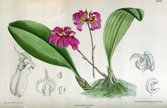 Curtis's botanical magazine. London ; New York [etc.] :Academic Press [etc.]. | "Botanical illustration" Botany Periodicals "Pictorial works" "Plants, Ornamental"  | Vintage Print Reproduction 454926