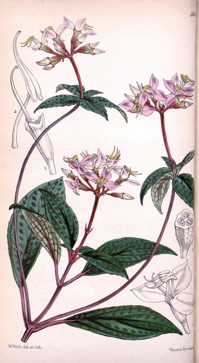 Curtis's botanical magazine. London ; New York [etc.] :Academic Press [etc.]. | "Botanical illustration" Botany Periodicals "Pictorial works" "Plants, Ornamental"  | Vintage Print Reproduction 454927