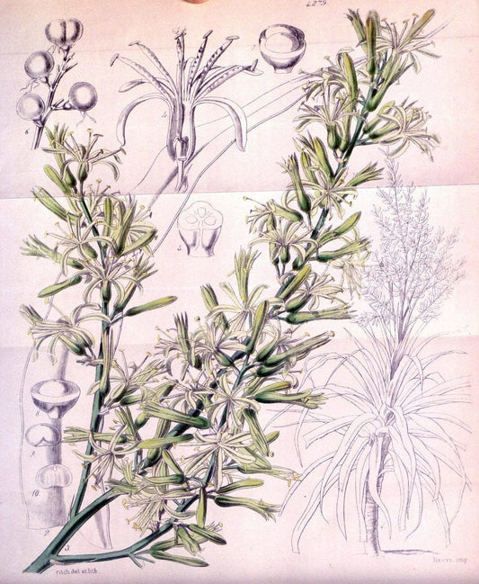Curtis's botanical magazine. London ; New York [etc.] :Academic Press [etc.]. | "Botanical illustration" Botany Periodicals "Pictorial works" "Plants, Ornamental"  | Vintage Print Reproduction 454928