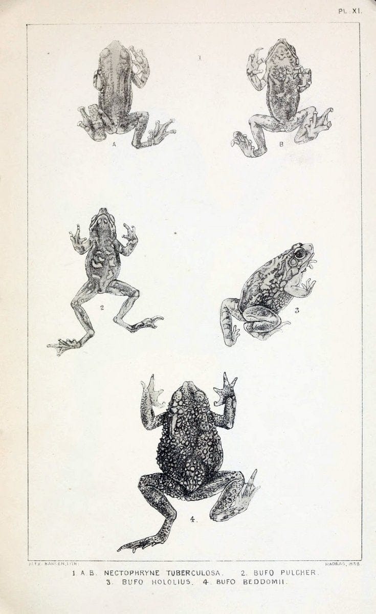Catalogue of the Batrachia Salientia and Apoda (frogs, toads, and cÃ…â€œcilians) of souther | Amphibians India  | Vintage Print Reproduction 454929