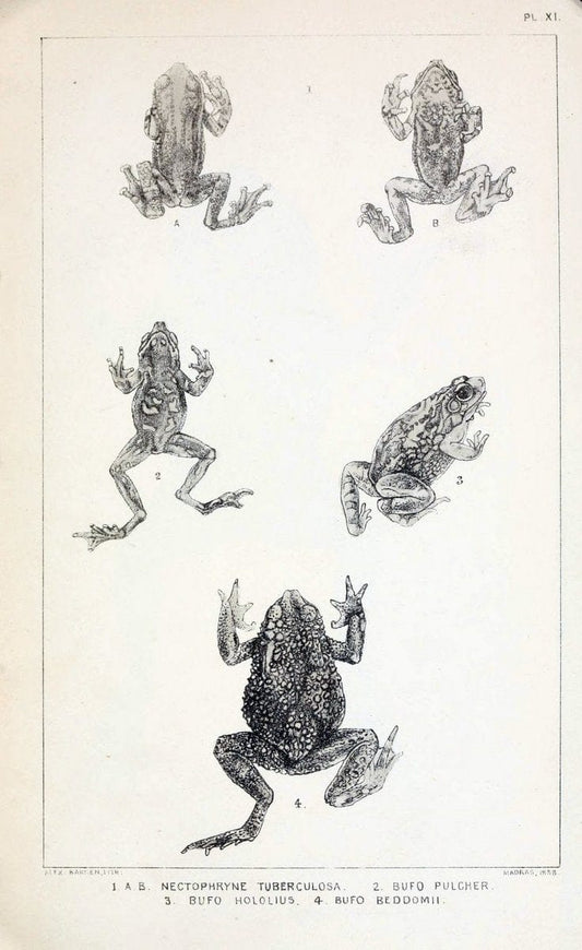 Catalogue of the Batrachia Salientia and Apoda (frogs, toads, and cÃ…â€œcilians) of souther | Amphibians India  | Vintage Print Reproduction 454929
