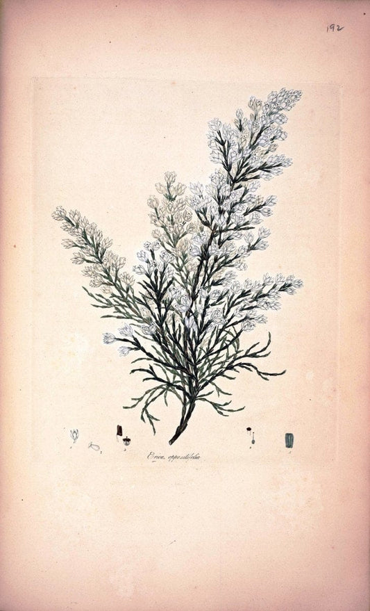 Coloured engravings of heaths :.London :Published by the Author. Printed by T. Bensley,1802-09 [1830]. |  | Vintage Print Reproduction 454930
