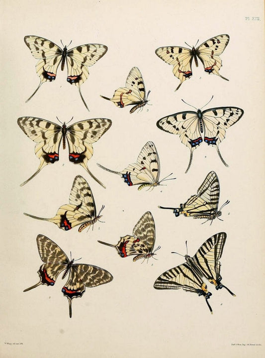 Catalogue of lepidopterous insects in the collection of the British Museum..London :Printed by order of the Trustees,1852.. |  | Vintage Print Reproduction 454932