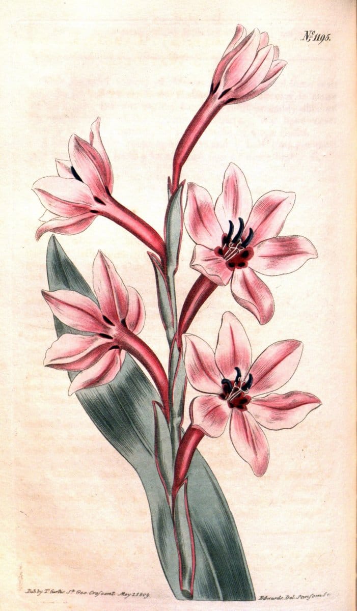 Curtis's botanical magazine. London ; New York [etc.] :Academic Press [etc.]. | "Botanical illustration" Botany Periodicals "Pictorial works" "Plants, Ornamental"  | Vintage Print Reproduction 454935
