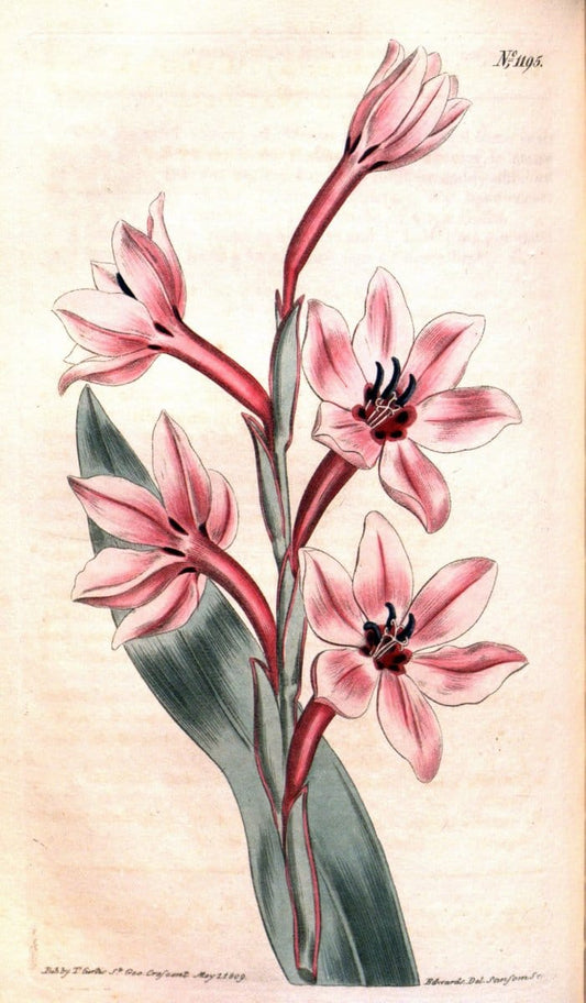 Curtis's botanical magazine. London ; New York [etc.] :Academic Press [etc.]. | "Botanical illustration" Botany Periodicals "Pictorial works" "Plants, Ornamental"  | Vintage Print Reproduction 454935