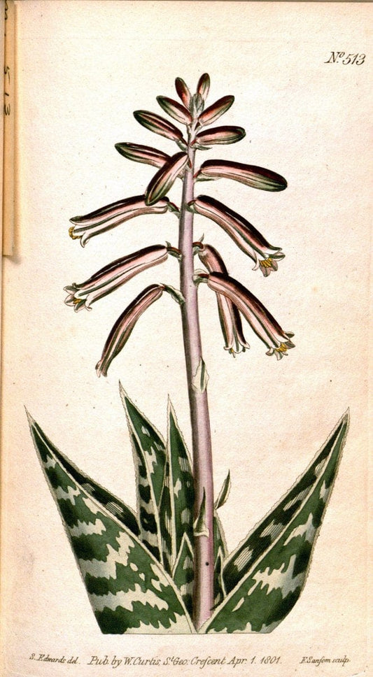Curtis's botanical magazine. London ;New York [etc.] :Academic Press [etc.]. | Botany Periodicals "Pictorial works"  | Vintage Print Reproduction 454938