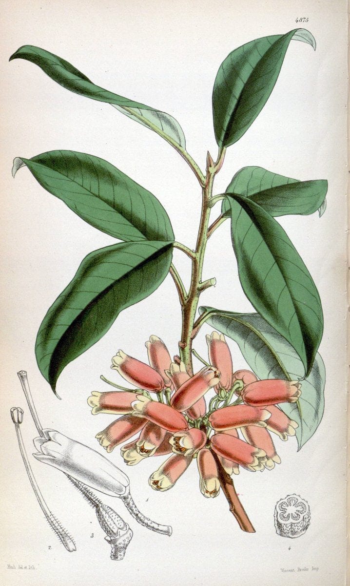 Curtis's botanical magazine. London ;New York [etc.] :Academic Press [etc.]. | Botany Periodicals "Pictorial works"  | Vintage Print Reproduction 454939