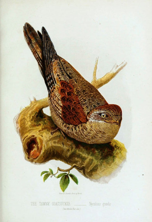 Cassell's book of birds :.London,Cassell, Petter and Galpin,[1875]. | Birds  | Vintage Print Reproduction 454942