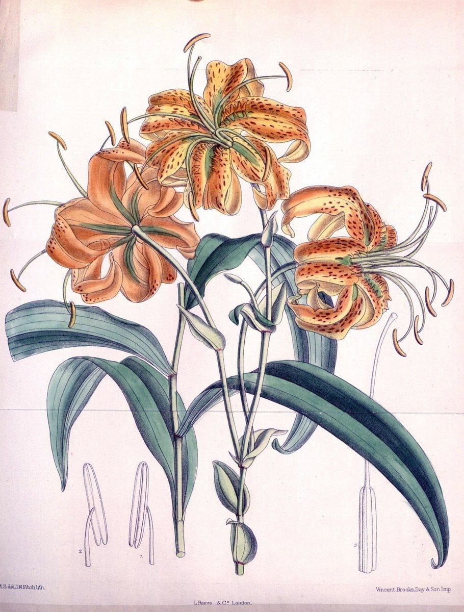 Curtis's botanical magazine. London ; New York [etc.] :Academic Press [etc.]. | "Botanical illustration" Botany Periodicals "Pictorial works" "Plants, Ornamental"  | Vintage Print Reproduction 454945