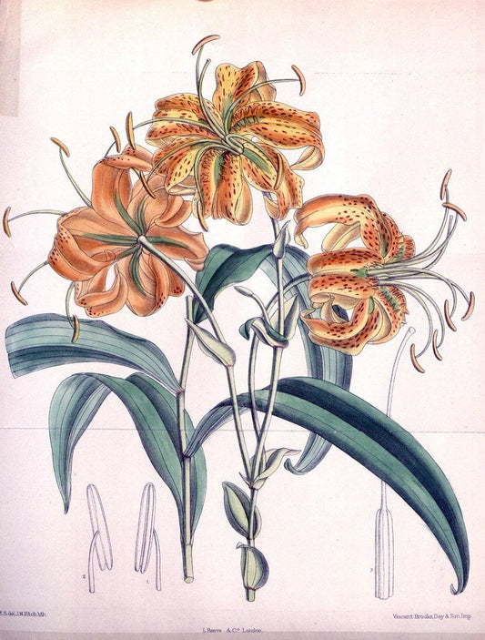 Curtis's botanical magazine. London ; New York [etc.] :Academic Press [etc.]. | "Botanical illustration" Botany Periodicals "Pictorial works" "Plants, Ornamental"  | Vintage Print Reproduction 454945