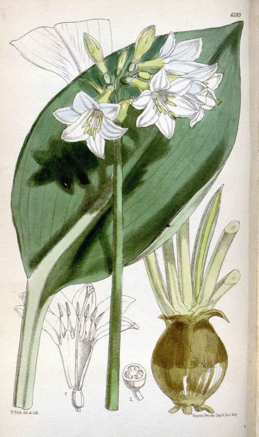 Curtis's botanical magazine. London ; New York [etc.] :Academic Press [etc.]. | "Botanical illustration" Botany Periodicals "Pictorial works" "Plants, Ornamental"  | Vintage Print Reproduction 454946