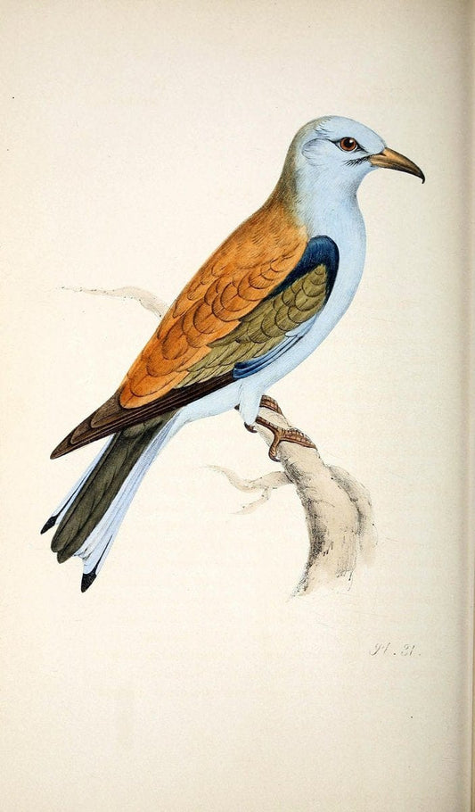 Coloured illustrations of British birds, and their eggs /.London :G.W. Nickisson,1842-1850.. |  | Vintage Print Reproduction 454947