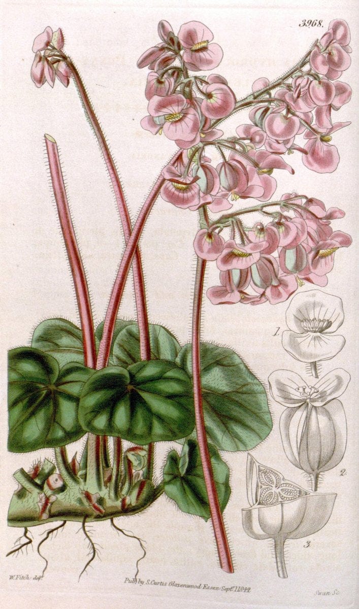 Curtis's botanical magazine. London ; New York [etc.] :Academic Press [etc.]. | "Botanical illustration" Botany Periodicals "Pictorial works" "Plants, Ornamental"  | Vintage Print Reproduction 454948