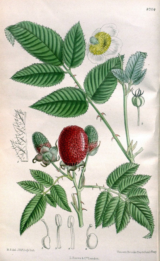 Curtis's botanical magazine. London ; New York [etc.] :Academic Press [etc.]. | "Botanical illustration" Botany Periodicals "Pictorial works" "Plants, Ornamental"  | Vintage Print Reproduction 454949