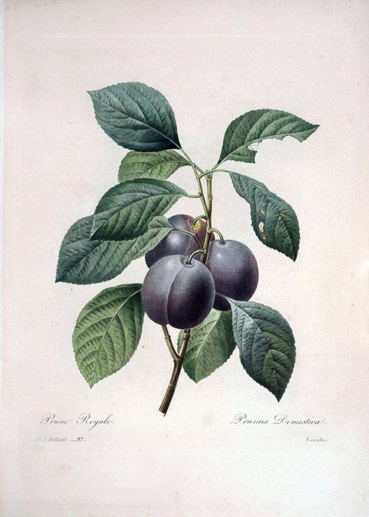 Choix des plus belles fleurs :.Paris:Ernest Panckoucke,[1833].. |  | Vintage Print Reproduction 454950