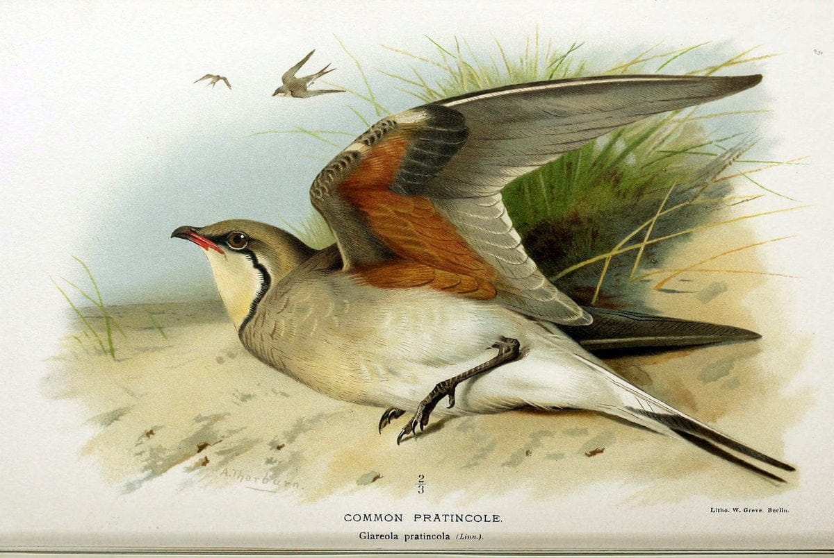Coloured figures of the birds of the British Islands / issued by Lord Lilford. London :R | Birds "Great Britain" "Pictorial works"  | Vintage Print Reproduction 454951