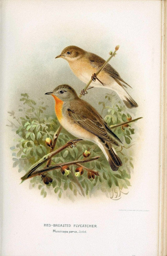 Coloured figures of the birds of the British Islands / issued by Lord Lilford. London :R | 59.82(42) Birds "Great Britain" "Pictorial works"  | Vintage Print Reproduction 454953