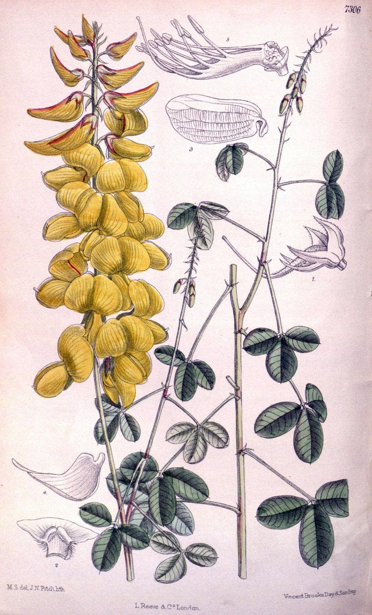 Curtis's botanical magazine. London ; New York [etc.] :Academic Press [etc.]. | "Botanical illustration" Botany Periodicals "Pictorial works" "Plants, Ornamental"  | Vintage Print Reproduction 454954