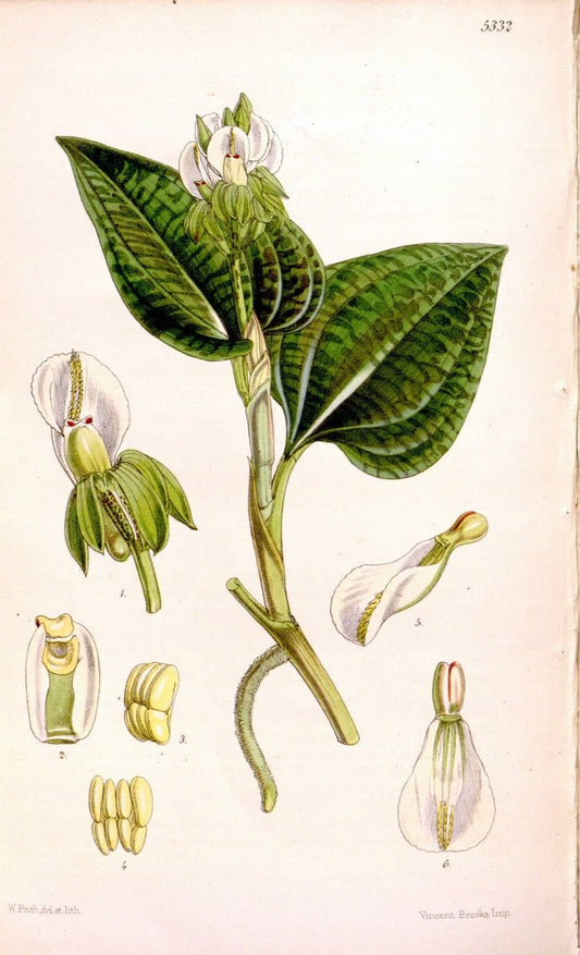 Curtis's botanical magazine. London ; New York [etc.] :Academic Press [etc.]. | "Botanical illustration" Botany Periodicals "Pictorial works" "Plants, Ornamental"  | Vintage Print Reproduction 454955