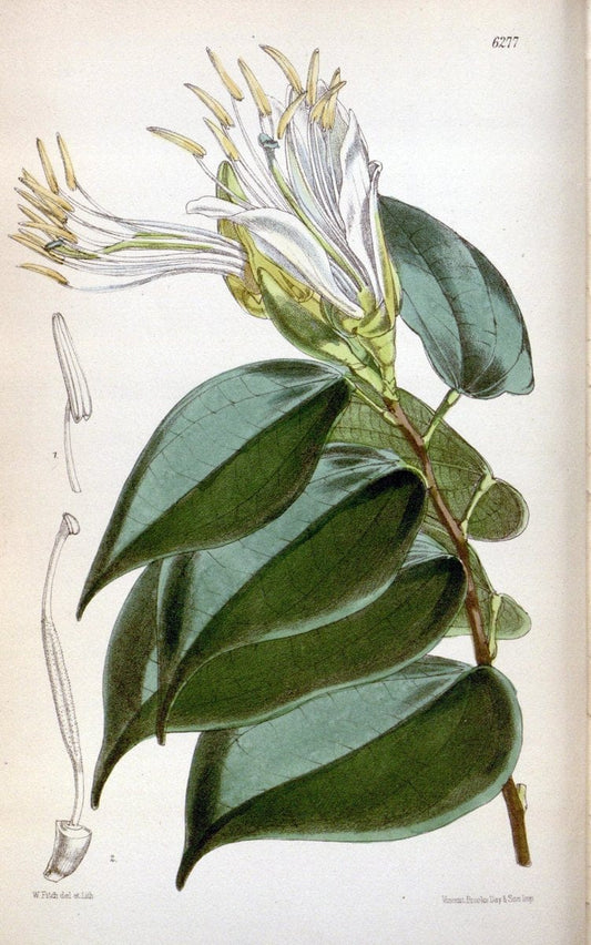 Curtis's botanical magazine. London ; New York [etc.] :Academic Press [etc.]. | "Botanical illustration" Botany Periodicals "Pictorial works" "Plants, Ornamental"  | Vintage Print Reproduction 454956