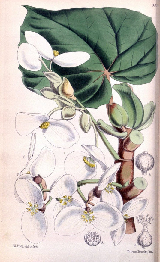 Curtis's botanical magazine. London ; New York [etc.] :Academic Press [etc.]. | "Botanical illustration" Botany Periodicals "Pictorial works" "Plants, Ornamental"  | Vintage Print Reproduction 454957