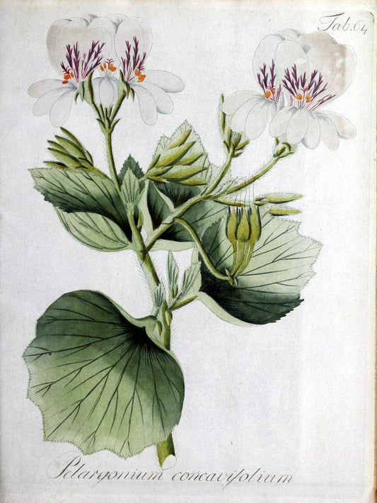 Collectio plantarum tam exoticarum, quam indigenarum, cum delineatione, descriptione cul | Botany | Vintage Print Reproduction 454958