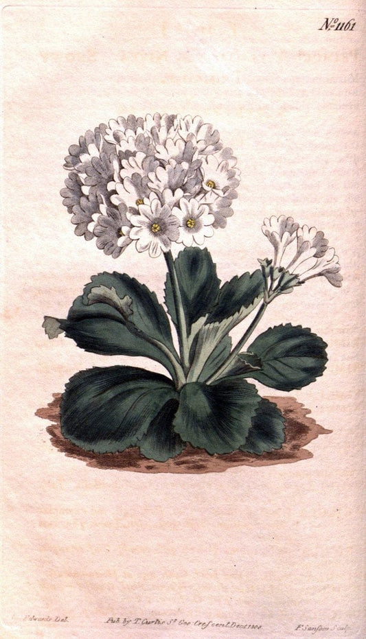 Curtis's botanical magazine. London ; New York [etc.] :Academic Press [etc.]. | "Botanical illustration" Botany Periodicals "Pictorial works" "Plants, Ornamental"  | Vintage Print Reproduction 454960