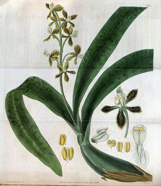 Curtis's botanical magazine. London ; New York [etc.] :Academic Press [etc.]. | "Botanical illustration" Botany Periodicals "Pictorial works" "Plants, Ornamental"  | Vintage Print Reproduction 454961
