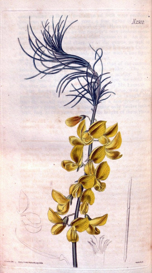 Curtis's botanical magazine. London ; New York [etc.] :Academic Press [etc.]. | "Botanical illustration" Botany Periodicals "Pictorial works" "Plants, Ornamental"  | Vintage Print Reproduction 454962