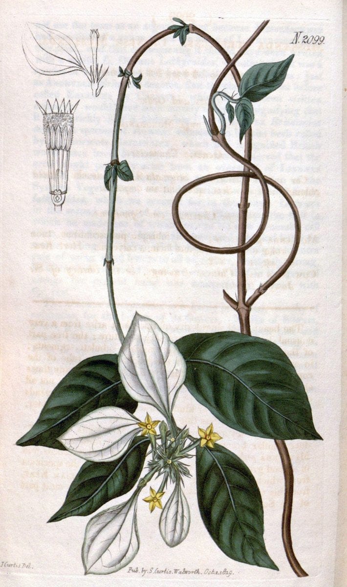 Curtis's botanical magazine. London ; New York [etc.] :Academic Press [etc.]. | "Botanical illustration" Botany Periodicals "Pictorial works" "Plants, Ornamental"  | Vintage Print Reproduction 454964